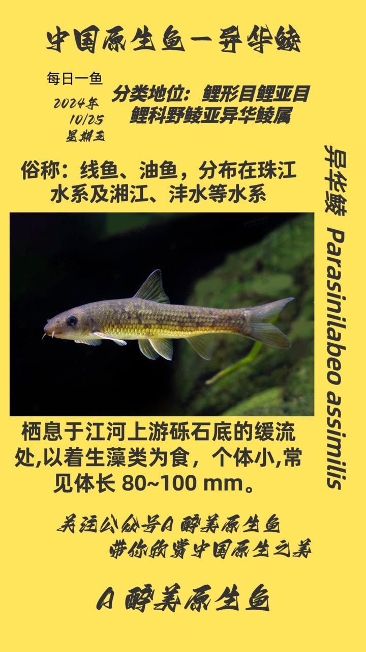 異華鯪 異華鯪 龍魚論壇
