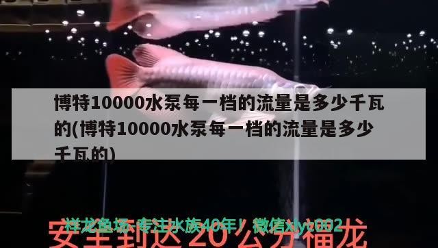 龍魚干蝦有營養嗎 博特10000水泵每一檔的流量是多少千瓦的(博特10000水泵每一檔的流量是多少千瓦的) 博特水族 博特10000水泵每一檔的流量是多少千瓦的(博特10000水泵每一檔的流量是多少千瓦的) 博特10000水泵每一檔的流量是多少千瓦的(博特10000水泵每一檔的流量是多少千瓦的) 博特水族