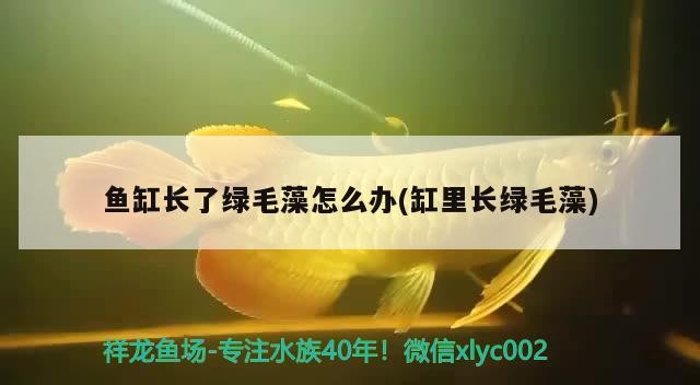 龍魚 魚缸長了綠毛藻怎么辦(缸里長綠毛藻) 金龍魚百科 魚缸長了綠毛藻怎么辦(缸里長綠毛藻) 魚缸長了綠毛藻怎么辦(缸里長綠毛藻) 金龍魚百科