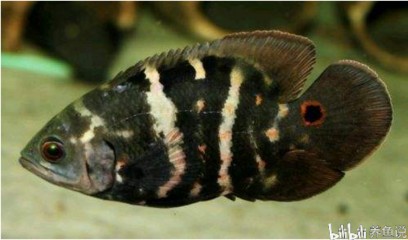 孔雀魚死前10個征兆，如何及時發(fā)現(xiàn)并挽救你的愛魚
