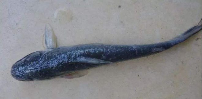 孔雀魚生一個吃一個,自然法則下的生存悖論 龍魚百科 第3張 孔雀魚生一個吃一個,自然法則下的生存悖論 孔雀魚生一個吃一個,自然法則下的生存悖論 龍魚百科 第3張