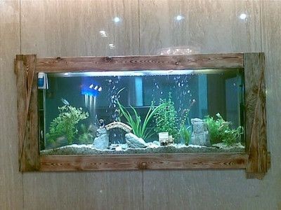60厘米魚缸能養多少條魚