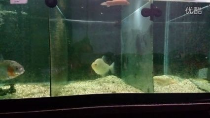 虎魚喂食頻率是多少:虎魚的喂食頻率是固定不變的,虎魚的喂食頻率是多少 虎魚百科 第2張 虎魚喂食頻率是多少:虎魚的喂食頻率是固定不變的,虎魚的喂食頻率是多少 虎魚喂食頻率是多少:虎魚的喂食頻率是固定不變的,虎魚的喂食頻率是多少 虎魚百科 第2張