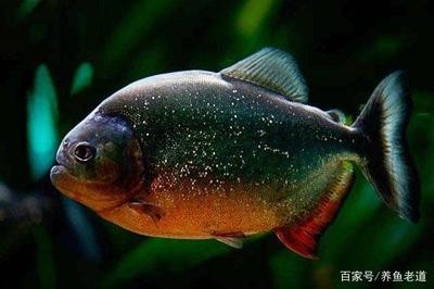 孔雀魚幾個月開始猛長？揭秘快速生長期的關鍵因素