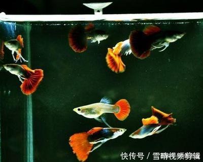 孔雀魚公魚死亡的原因及預防措施 孔雀魚公魚死亡的原因及預防措施 龍魚百科 第2張