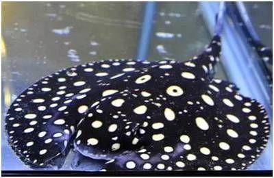 龍魚尾巴長刺是什么病vs祥龍魚場：祥龍魚場龍魚健康狀況