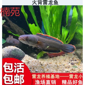 孔雀魚不愛沉底怎么辦？原因分析與解決方案全指南