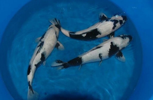 孔雀石綠為何能讓魚存活？揭秘其雙重作用與潛在危害