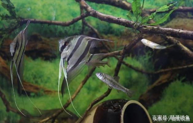 孔雀石綠對人體的危害，隱形殺手背后的健康危機(jī)