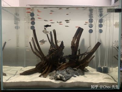 60厘米魚缸造景：60厘米的魚缸造景的注意事項