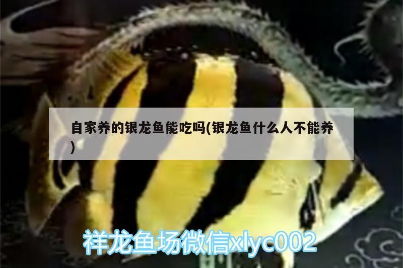 自家養的銀龍魚能吃嗎(銀龍魚什么人不能養)