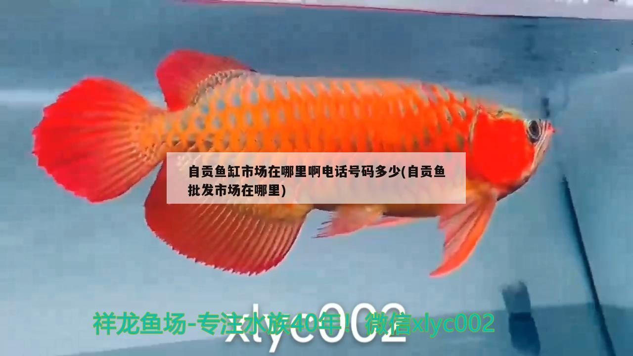 自貢魚缸市場在哪里啊電話號碼多少(自貢魚批發市場在哪里)