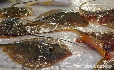魟魚老是游上水面什么意思：魟魚游上水面可能有多種原因 魟魚老是游上水面什么意思：魟魚游上水面可能有多種原因 魟魚百科 第3張