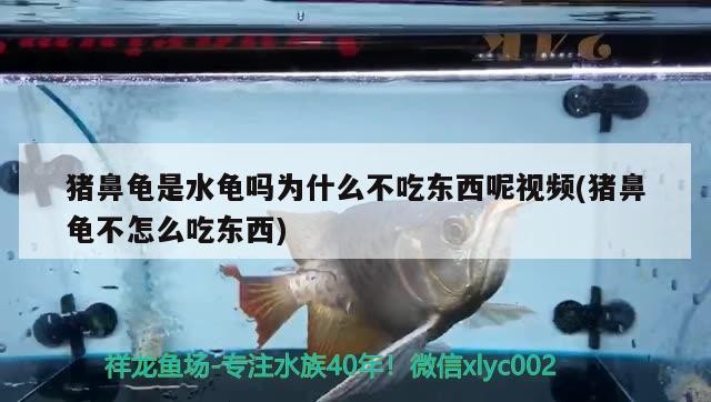什么魚(yú)能和龍魚(yú)、虎魚(yú)混養(yǎng)(龍魚(yú)能和虎魚(yú)混養(yǎng)嗎) 豬鼻龜是水龜嗎為什么不吃東西呢視頻(豬鼻龜不怎么吃東西) 豬鼻龜百科 豬鼻龜是水龜嗎為什么不吃東西呢視頻(豬鼻龜不怎么吃東西) 豬鼻龜是水龜嗎為什么不吃東西呢視頻(豬鼻龜不怎么吃東西) 豬鼻龜百科