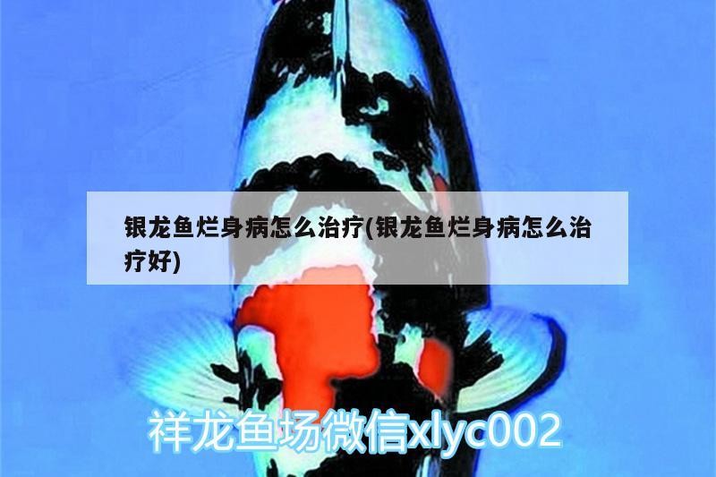 銀龍魚爛身病怎么治療(銀龍魚爛身病怎么治療好) 銀龍魚爛身病怎么治療(銀龍魚爛身病怎么治療好) 銀龍魚百科