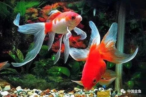 客廳養什么綠植最好？10種高顏值、易打理的室內綠植推薦