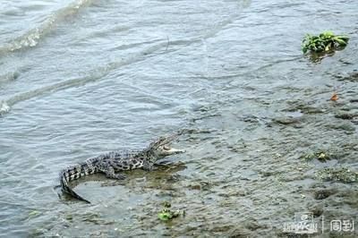 金龍魚為什么在魚缸上面游來游去的vs祥龍魚場:金龍魚為什么在魚缸上游來游去的vs祥龍魚場 vs祥龍魚場 第3張 金龍魚為什么在魚缸上面游來游去的vs祥龍魚場:金龍魚為什么在魚缸上游來游去的vs祥龍魚場 金龍魚為什么在魚缸上面游來游去的vs祥龍魚場:金龍魚為什么在魚缸上游來游去的vs祥龍魚場 vs祥龍魚場 第3張