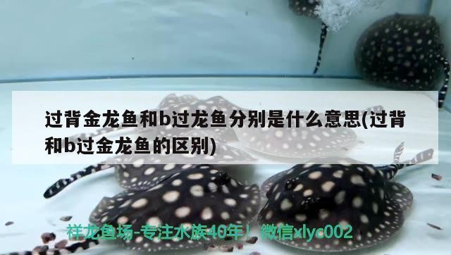 過背金龍魚和b過龍魚分別是什么意思(過背和b過金龍魚的區別)