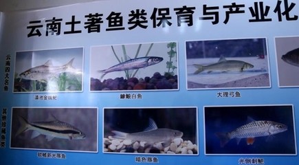 客廳進門屏風，美觀與實用的完美結合