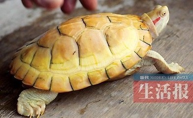 客廳畫掛多高的藝術(shù)，科學(xué)高度與美學(xué)平衡指南 客廳畫掛多高的藝術(shù)，科學(xué)高度與美學(xué)平衡指南 龍魚百科 第3張