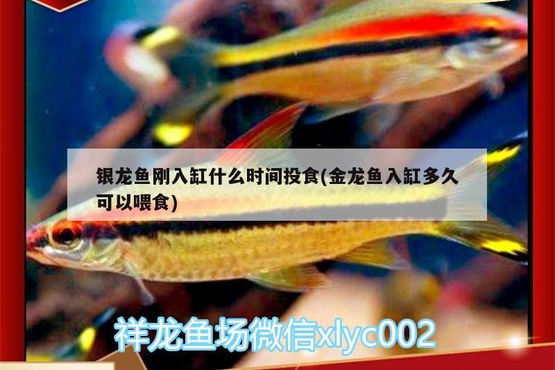 銀龍魚剛入缸什么時間投食(金龍魚入缸多久可以喂食) 銀龍魚剛入缸什么時間投食(金龍魚入缸多久可以喂食) 銀龍魚百科