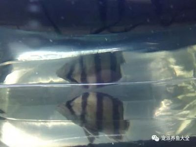 泰北虎魚(yú)和印尼虎魚(yú)哪個(gè)好養(yǎng):泰北虎魚(yú)和印尼虎魚(yú)哪個(gè)好養(yǎng)泰北虎魚(yú)和印尼虎魚(yú)哪個(gè)好養(yǎng) 虎魚(yú)百科 第2張 泰北虎魚(yú)和印尼虎魚(yú)哪個(gè)好養(yǎng):泰北虎魚(yú)和印尼虎魚(yú)哪個(gè)好養(yǎng)泰北虎魚(yú)和印尼虎魚(yú)哪個(gè)好養(yǎng) 泰北虎魚(yú)和印尼虎魚(yú)哪個(gè)好養(yǎng):泰北虎魚(yú)和印尼虎魚(yú)哪個(gè)好養(yǎng)泰北虎魚(yú)和印尼虎魚(yú)哪個(gè)好養(yǎng) 虎魚(yú)百科 第2張