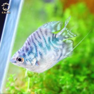 泰北虎魚(yú)和印尼虎魚(yú)哪個(gè)好養(yǎng)：泰北虎魚(yú)和印尼虎魚(yú)哪個(gè)好養(yǎng)泰北虎魚(yú)和印尼虎魚(yú)哪個(gè)好養(yǎng) 泰北虎魚(yú)和印尼虎魚(yú)哪個(gè)好養(yǎng)：泰北虎魚(yú)和印尼虎魚(yú)哪個(gè)好養(yǎng)泰北虎魚(yú)和印尼虎魚(yú)哪個(gè)好養(yǎng) 虎魚(yú)百科 第3張