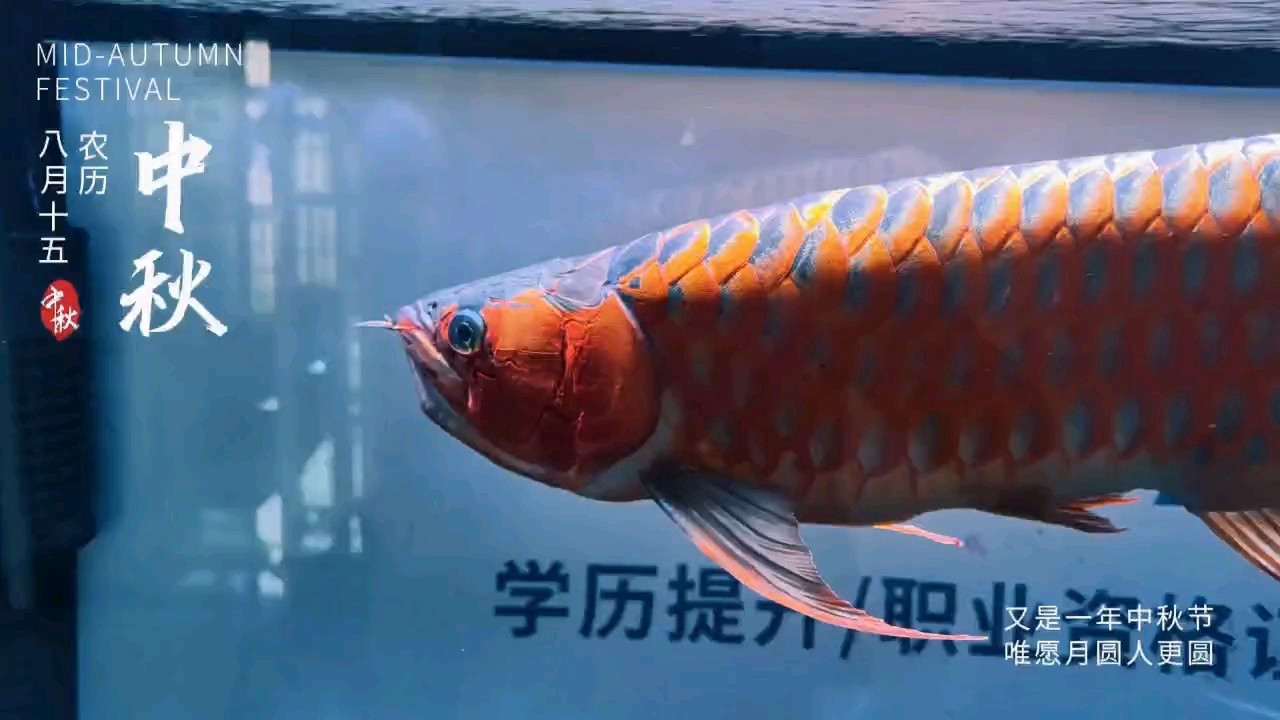 龍魚干蝦有營養嗎 日常記錄,補發 龍魚論壇 日常記錄,補發 日常記錄,補發 龍魚論壇