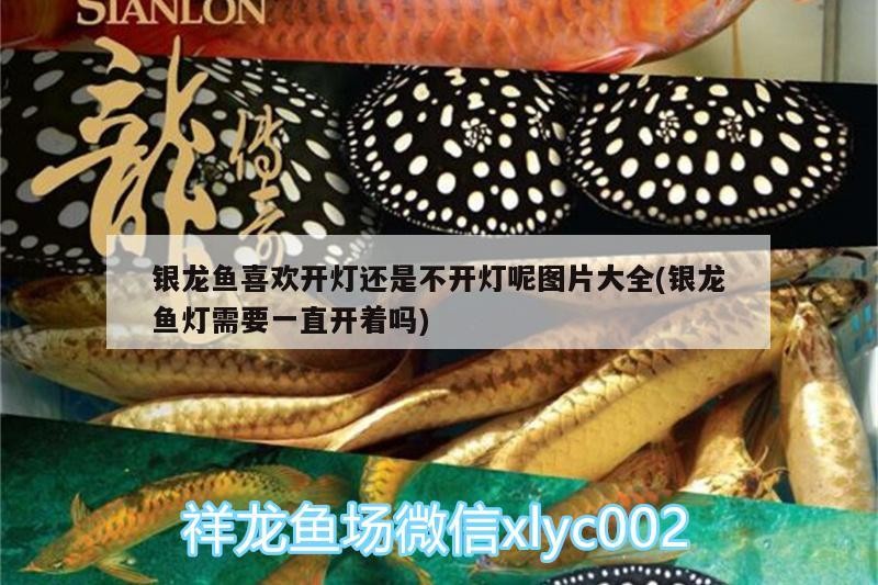銀龍魚喜歡開燈還是不開燈呢圖片大全(銀龍魚燈需要一直開著嗎) 銀龍魚喜歡開燈還是不開燈呢圖片大全(銀龍魚燈需要一直開著嗎) 銀龍魚百科