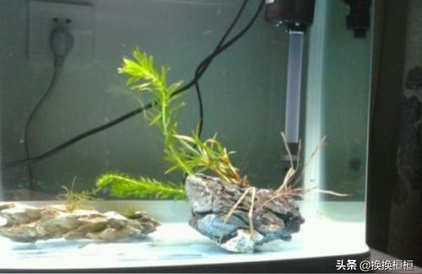 老魚匠魚缸加熱棒自動恒溫加熱器水族箱變頻省電養魚用小型加溫棒