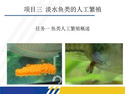 2024最新推薦！客廳放這10種花好看又旺宅，風水財運雙提升