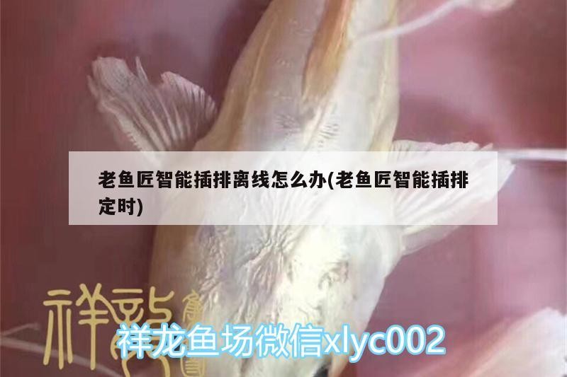 老魚(yú)匠智能插排離線(xiàn)怎么辦(老魚(yú)匠智能插排定時(shí))