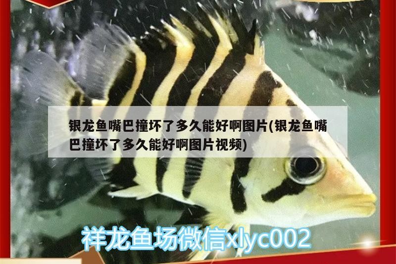 銀龍魚嘴巴撞壞了多久能好啊圖片(銀龍魚嘴巴撞壞了多久能好啊圖片視頻) 銀龍魚嘴巴撞壞了多久能好啊圖片(銀龍魚嘴巴撞壞了多久能好啊圖片視頻) 銀龍魚百科