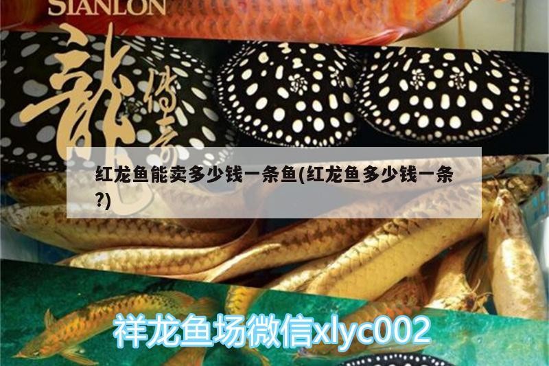 紅龍魚能賣多少錢一條魚(紅龍魚多少錢一條?)