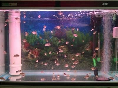 80魚缸養(yǎng)熱帶魚費不費電：養(yǎng)熱帶魚的耗電量主要取決于以下幾個因素的不同而有所差異