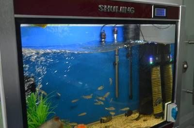 80魚缸養(yǎng)熱帶魚費不費電：養(yǎng)熱帶魚的耗電量主要取決于以下幾個因素的不同而有所差異