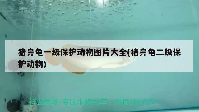 豬鼻龜一級保護動物圖片大全(豬鼻龜二級保護動物)