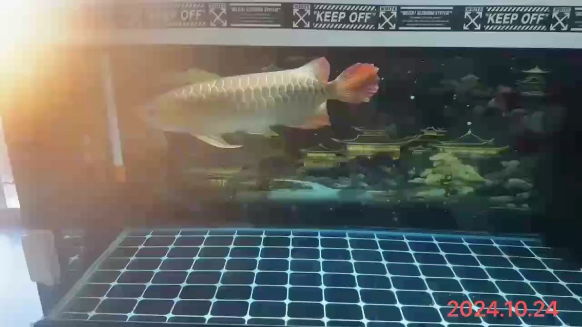 2024.10.24#