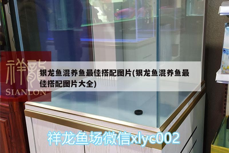 銀龍魚混養(yǎng)魚最佳搭配圖片(銀龍魚混養(yǎng)魚最佳搭配圖片大全)