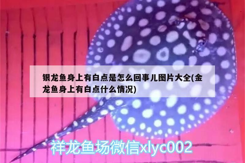 銀龍魚身上有白點是怎么回事兒圖片大全(金龍魚身上有白點什么情況)