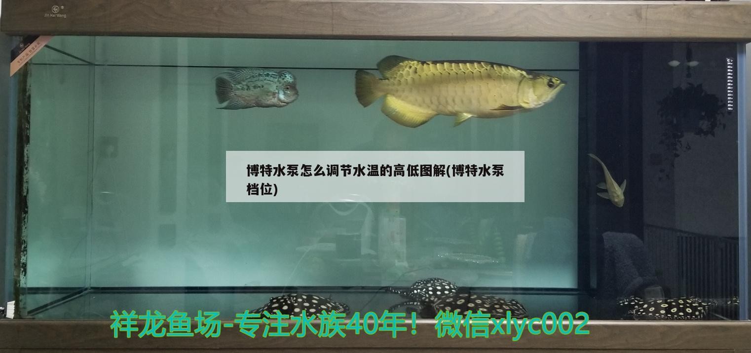 博特水泵怎么調節水溫的高低圖解(博特水泵檔位) 博特水泵怎么調節水溫的高低圖解(博特水泵檔位) 博特水族