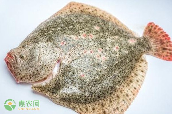 客廳擺放什么綠植？10種高顏值易養護的綠植推薦
