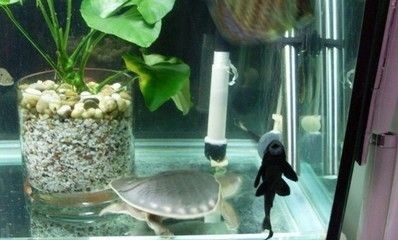 養魟魚技巧：養好魟魚需要注意以下幾個方面
