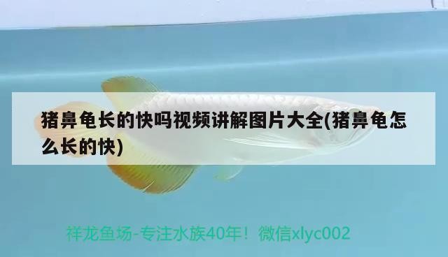 豬鼻龜長(zhǎng)的快嗎視頻講解圖片大全(豬鼻龜怎么長(zhǎng)的快)