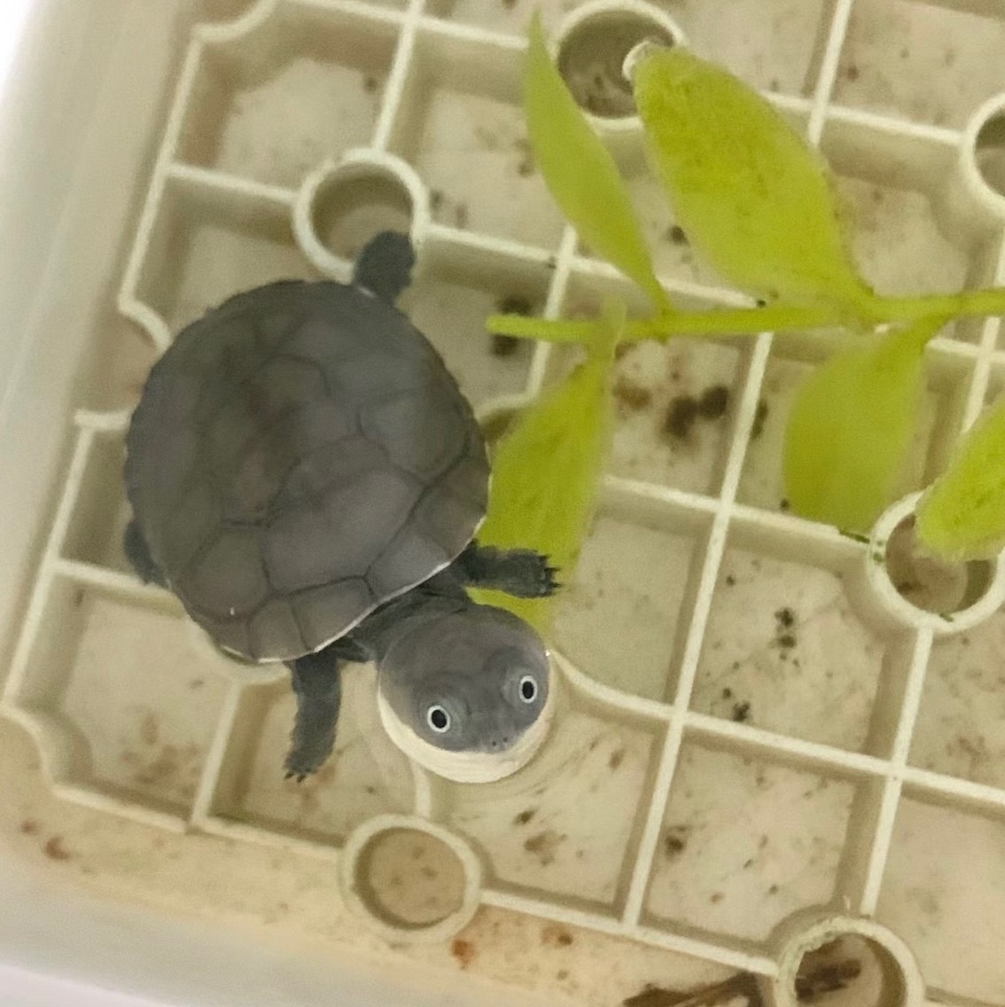 最近迷上了龜龜 最近迷上了龜龜 龍魚論壇 第2張