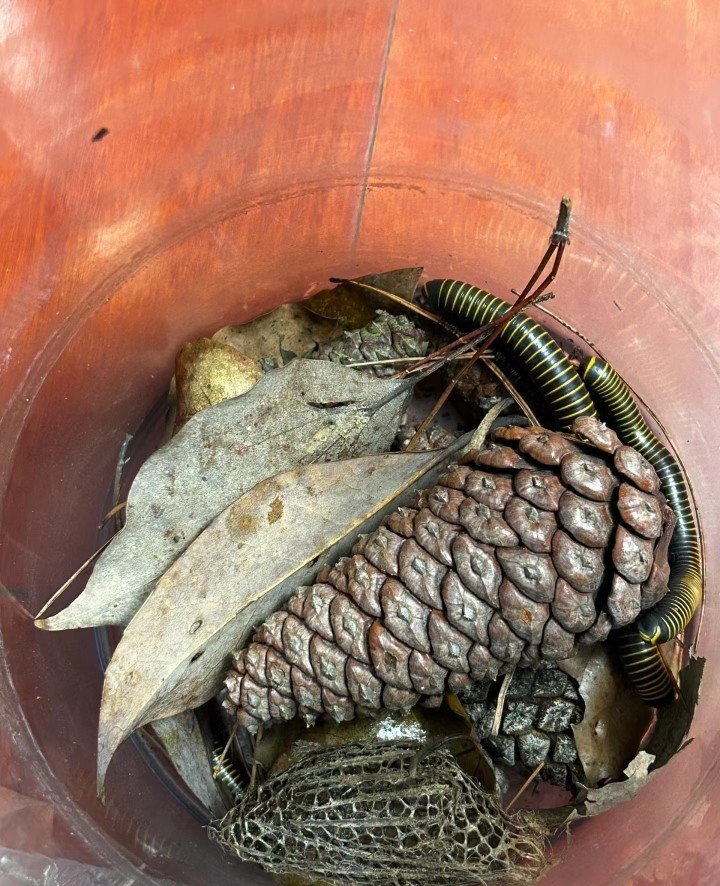 馬路 馬路 龍魚論壇