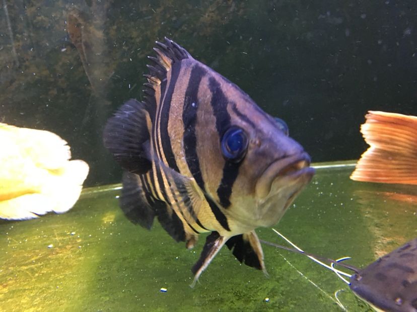 虎魚突眼怎么回事？：虎魚突眼怎么回事