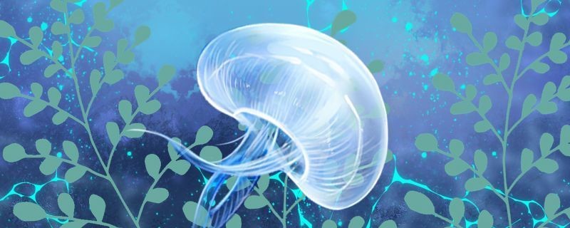 開門見魚風水好嗎？解析魚缸擺放的風水奧秘
