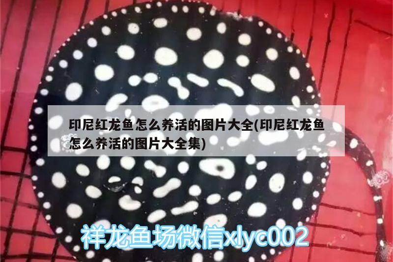 印尼紅龍魚怎么養活的圖片大全(印尼紅龍魚怎么養活的圖片大全集)