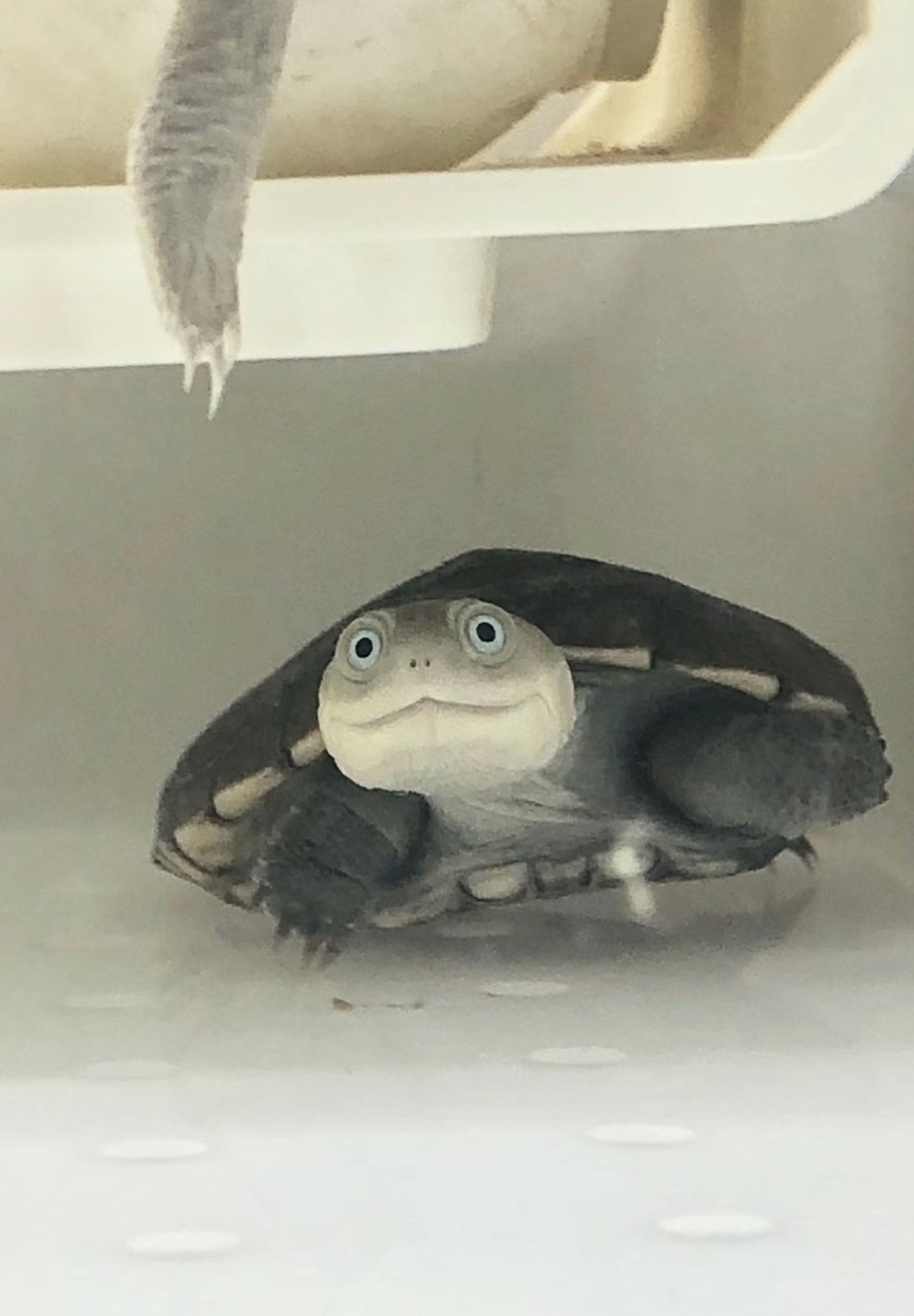 誰知道這是什么龜呀？ 誰知道這是什么龜呀？ 龍魚論壇